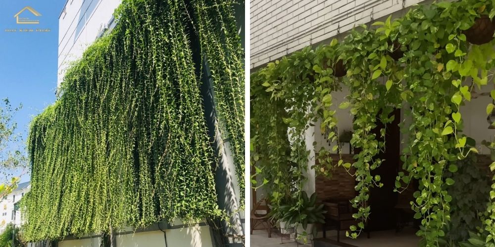 Cây xanh rũ tạo không khí mát